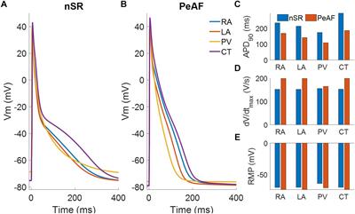 Heterogeneous Effects of Fibroblast-Myocyte Coupling in Different Regions of the Human Atria Under Conditions of Atrial Fibrillation